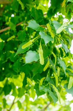 Tilia cordata 'Greenspire' hoogstam 12/14