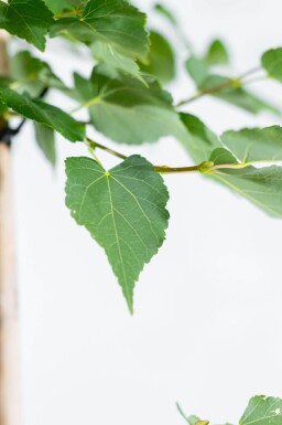 Tilia cordata 'Greenspire' hoogstam 12/14