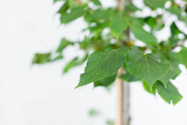 Tilia cordata 'Greenspire' hoogstam 12/14