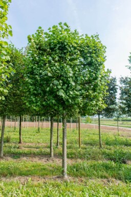 Tilia cordata 'Greenspire' leiboom