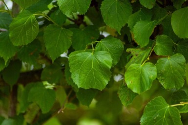 Tilia cordata 'Greenspire' leiboom