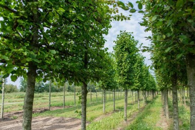 Tilia cordata 'Greenspire' leiboom