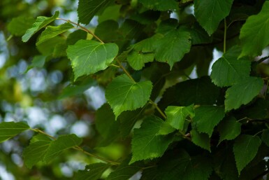 Tilia cordata 'Greenspire' leiboom