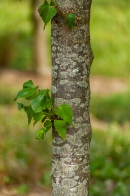 Tilia cordata 'Greenspire' leiboom