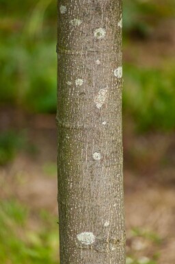 Tilia cordata 'Greenspire' leiboom