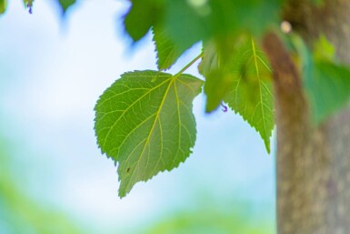 Tilia cordata 'Greenspire' leiboom