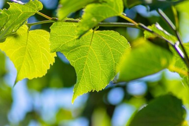 Tilia cordata 'Greenspire' leiboom
