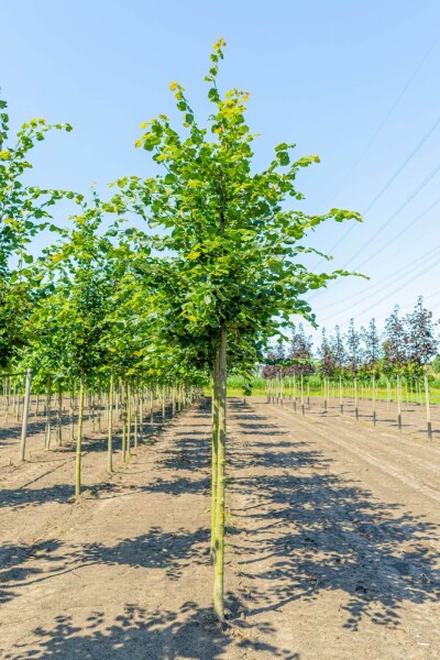 Tilia cordata 'Rancho' hoogstam 10/12