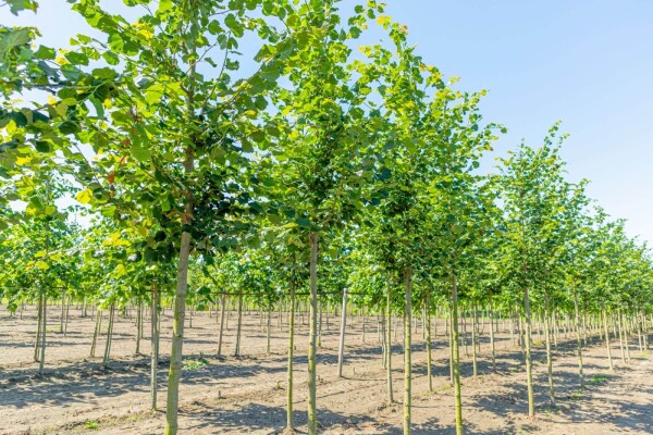 Tilia cordata 'Rancho' hoogstam