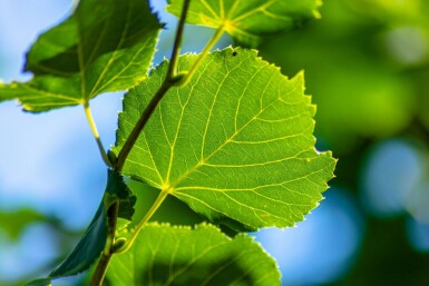 Tilia cordata 'Rancho' hoogstam 10/12