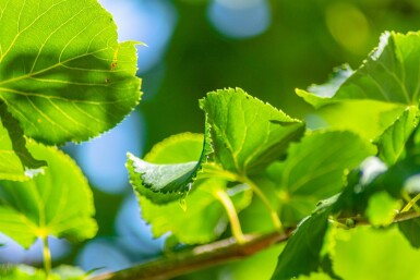 Tilia cordata 'Rancho' hoogstam 10/12