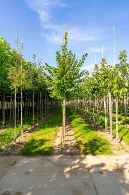 Tilia cordata 'Winter Orange' hoogstam