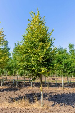 Tilia cordata 'Winter Orange' hoogstam