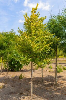 Tilia cordata 'Winter Orange' hoogstam 20/25