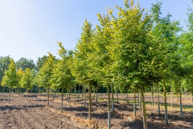 Tilia cordata 'Winter Orange' hoogstam 20/25