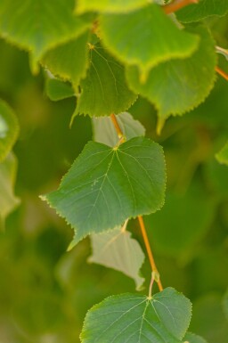 Tilia cordata 'Winter Orange' hoogstam 20/25