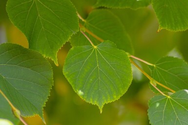 Tilia cordata 'Winter Orange' hoogstam 20/25