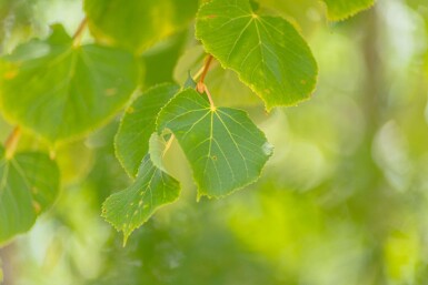 Tilia cordata 'Winter Orange' hoogstam 20/25