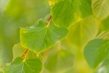 Tilia cordata 'Winter Orange' hoogstam 20/25