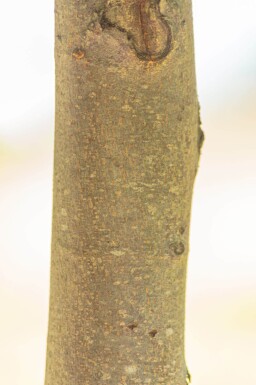 Tilia cordata 'Winter Orange' hoogstam 20/25