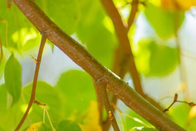Tilia cordata 'Winter Orange' hoogstam 20/25