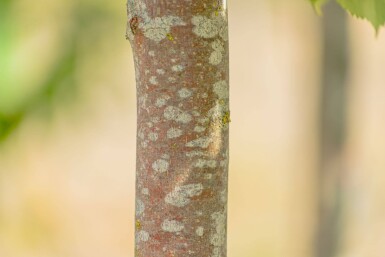 Tilia cordata 'Winter Orange' hoogstam 20/25