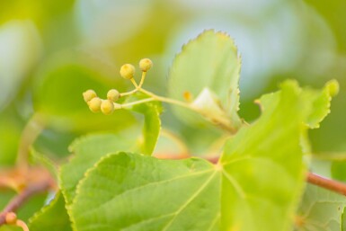 Tilia cordata 'Winter Orange' hoogstam 20/25