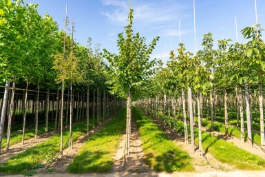 Tilia cordata 'Winter Orange' hoogstam 20/25