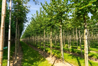 Tilia cordata 'Winter Orange' hoogstam 20/25