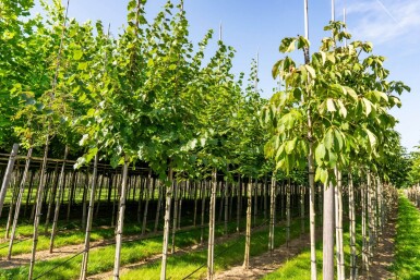 Tilia cordata 'Winter Orange' hoogstam 20/25