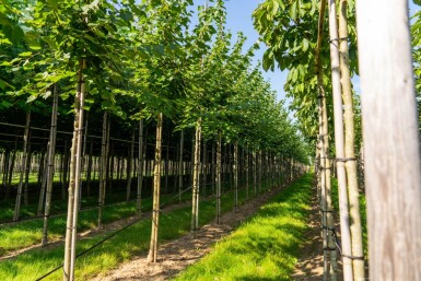 Tilia cordata 'Winter Orange' hoogstam 20/25