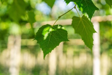 Tilia cordata 'Winter Orange' hoogstam 20/25
