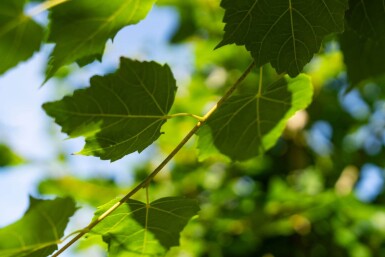 Tilia cordata 'Winter Orange' hoogstam 20/25