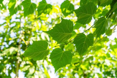 Tilia cordata 'Winter Orange' hoogstam 20/25