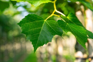 Tilia cordata 'Winter Orange' hoogstam 20/25