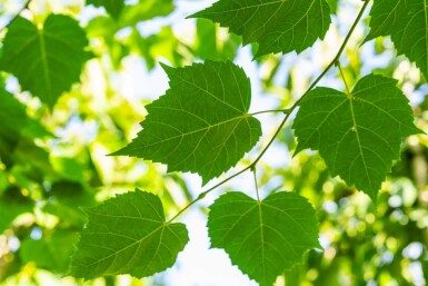 Tilia cordata 'Winter Orange' hoogstam 20/25