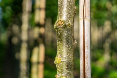 Tilia cordata 'Winter Orange' hoogstam 20/25