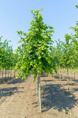 Tilia x europaea 'Euchlora' hoogstam