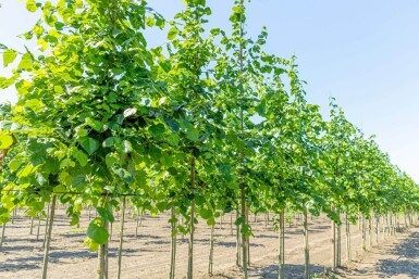 Tilia x europaea 'Euchlora' hoogstam