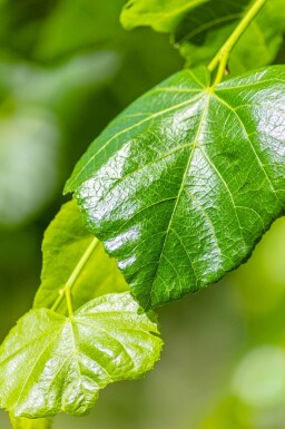 Tilia x europaea 'Euchlora' hoogstam 10/12