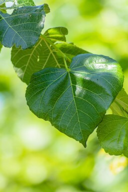 Tilia x europaea 'Euchlora' leiboom