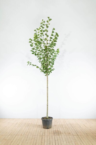 Tilia x europaea 'Pallida' hoogstam 18/20