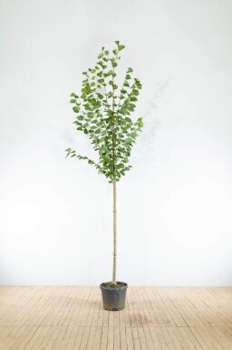 Tilia x europaea 'Pallida' hoogstam