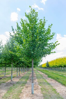 Tilia x europaea 'Pallida' hoogstam