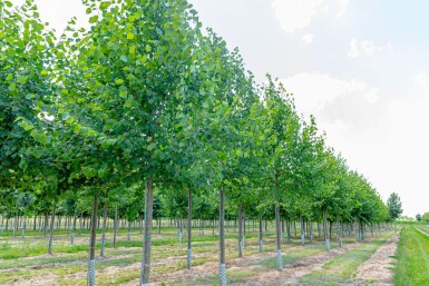 Tilia x europaea 'Pallida' hoogstam 18/20