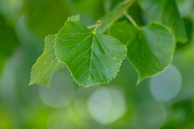 Tilia x europaea 'Pallida' hoogstam 18/20