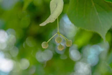 Tilia x europaea 'Pallida' hoogstam 18/20