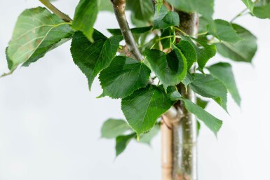 Tilia x europaea 'Pallida' hoogstam 18/20