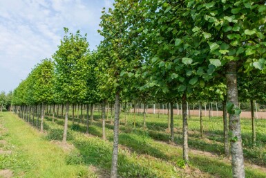 Tilia x europaea 'Pallida' leiboom 14/16 150cm stam 150b x 120h