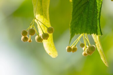 Tilia x europaea 'Pallida' leiboom 14/16 150cm stam 150b x 120h